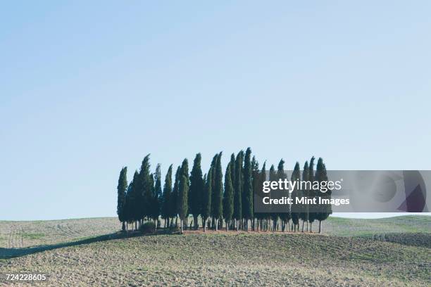 a tuscan landscape, ploughed fields and view to a small rise and a grove of cypress trees. - slyskog bildbanksfoton och bilder