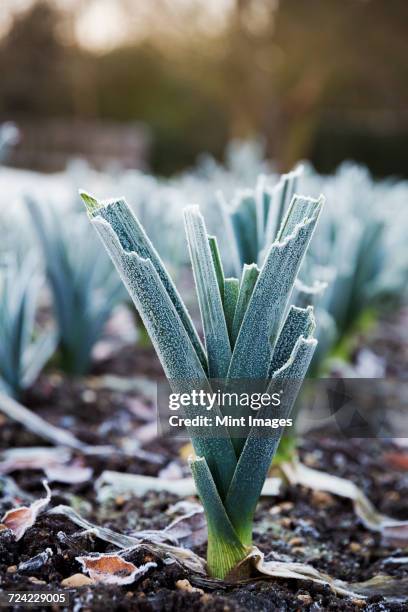 close up of leeks growing in the garden in winter at le manoir aux quatsaisons, oxfordshire. - leek 個照片及圖片檔