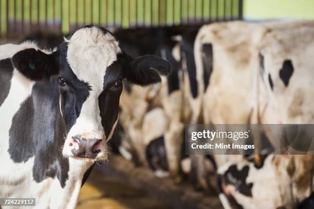 black and white cows in a cowshed. - cowshed stock pictures, royalty-free photos & images