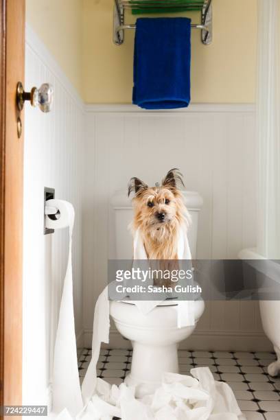 portrait of cute dog wrapped in toilet paper on toilet seat - wrapped in toilet paper stock-fotos und bilder