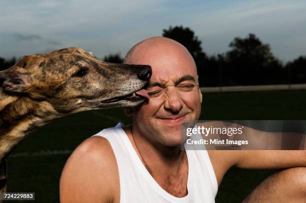 bald man in white vest sitting on racetrack, brindle greyhound licking his face. - greyhound track stock pictures, royalty-free photos & images