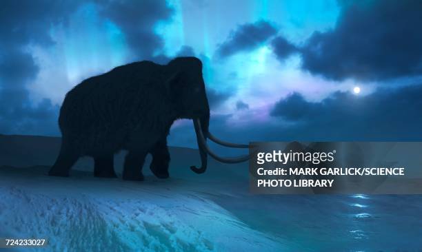 artwork of the mammoths and aurora - woolly mammoth stock illustrations