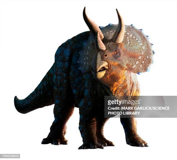artwork of a triceratops - triceratops stock illustrations