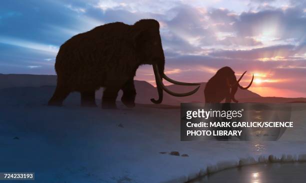 artwork of the tundra mammoth - prehistoric era stock illustrations