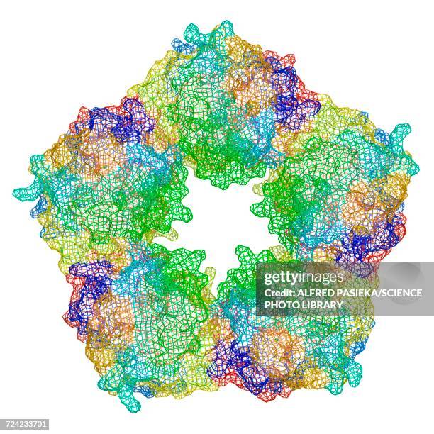 Complement Protien Model 67 Complement System Stock Photos, High-Res Pictures, and Images ...