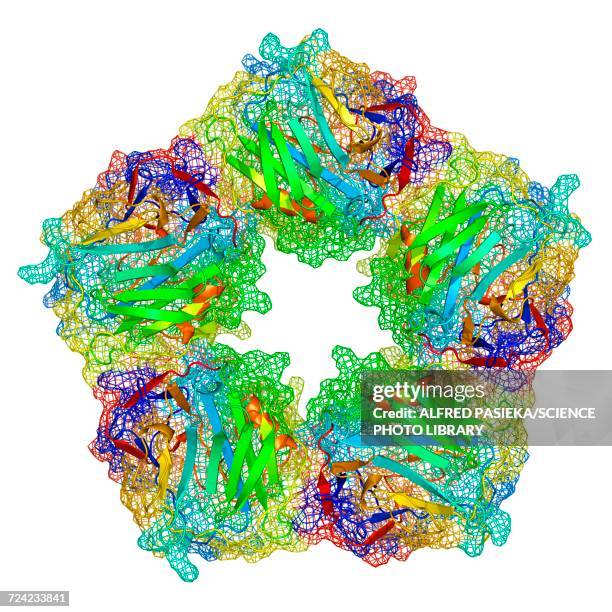 Complement Protien Model 37 Complement System Stock Photos, High-Res Pictures, and Images ...