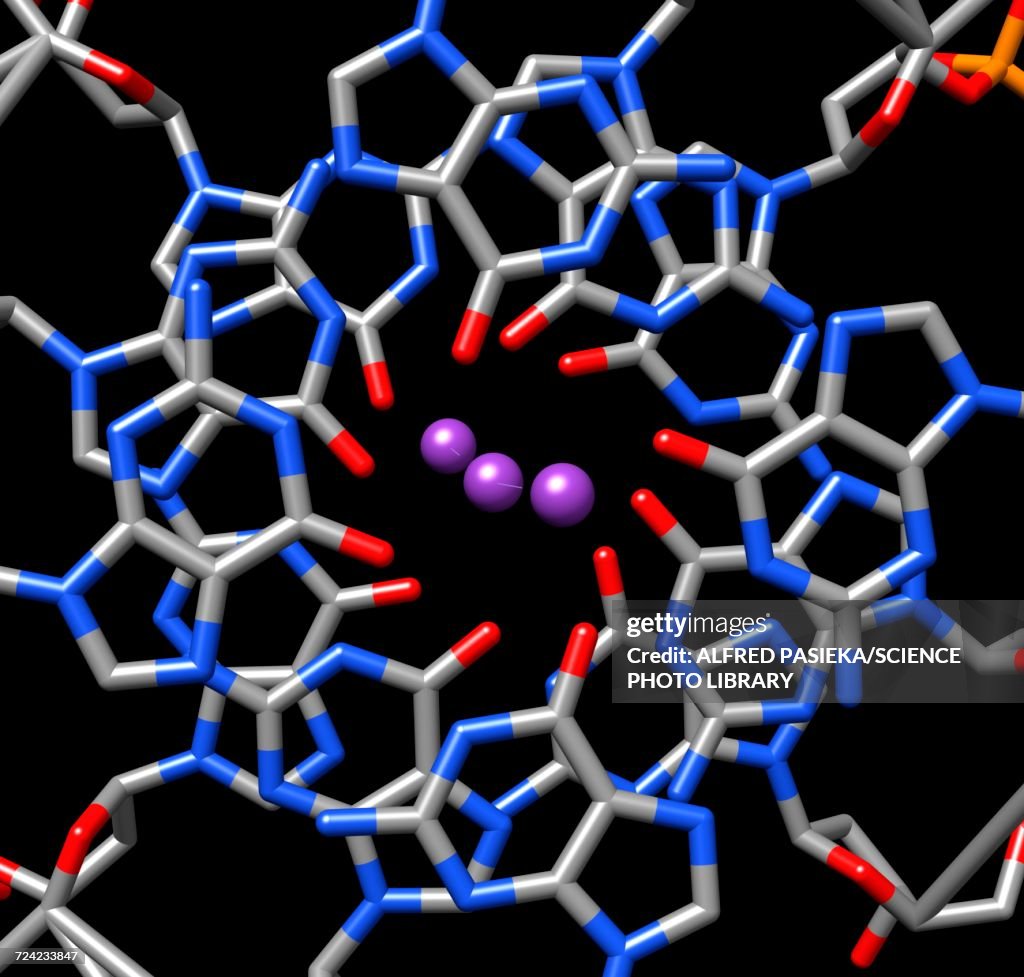 Human Telomeric G-Quadruplex