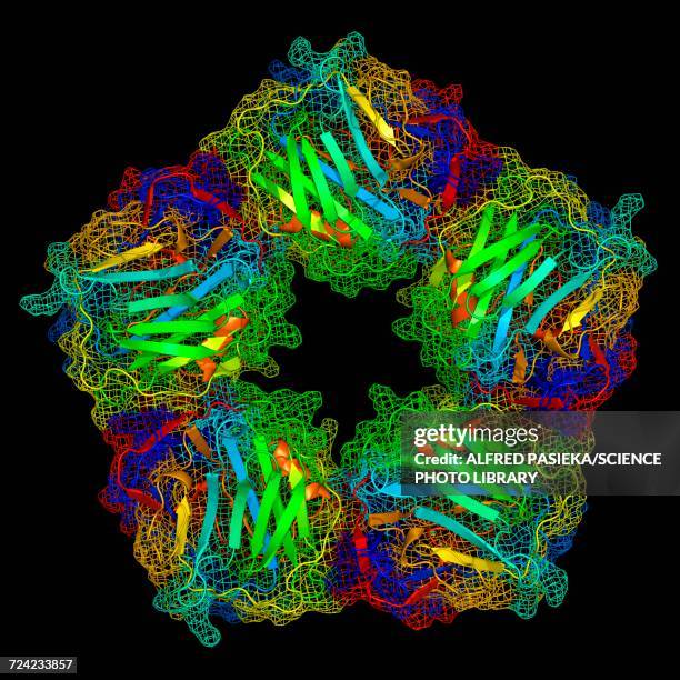 Complement Protien Model 37 Complement System Stock Photos, High-Res Pictures, and Images ...