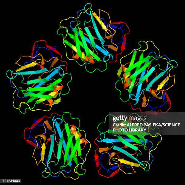 Complement Protien Model 37 Complement System Stock Photos, High-Res Pictures, and Images ...