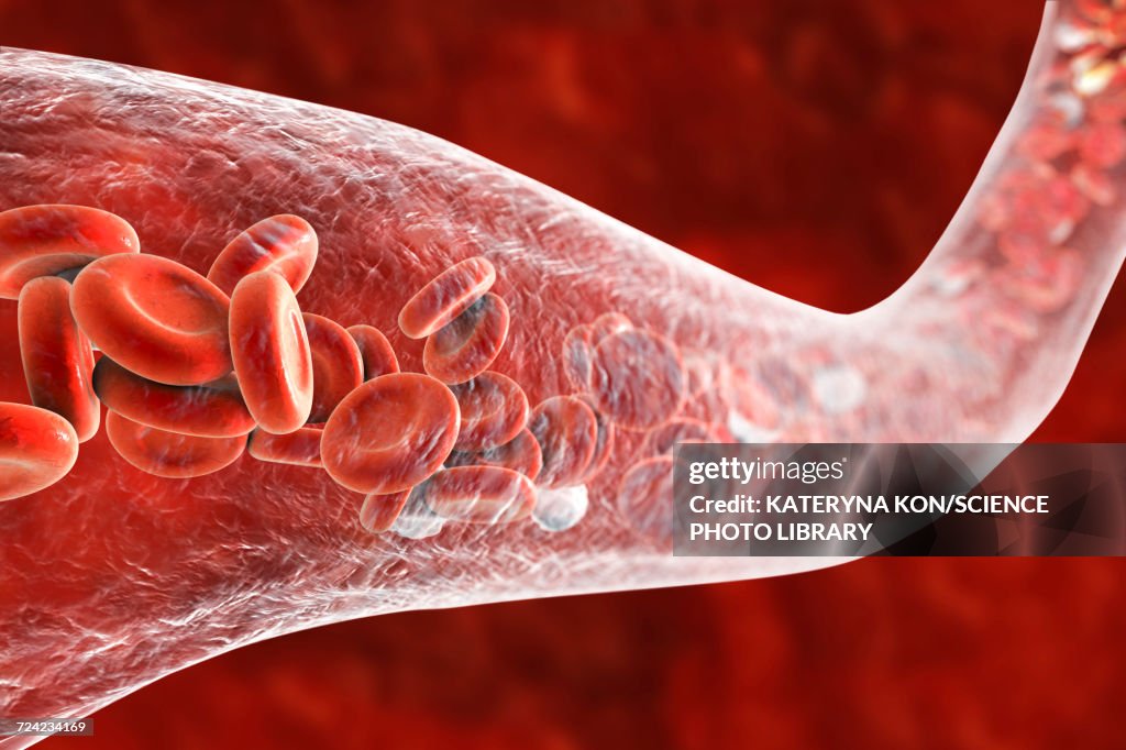 Blood vessel with blood cells, illustration