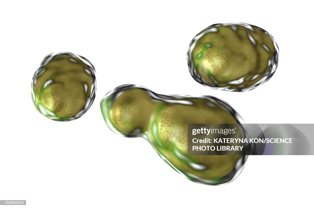 Cryptococcus neoformans fungus, illustration