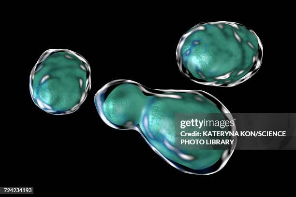 cryptococcus neoformans fungus, illustration - meningitis stock-grafiken, -clipart, -cartoons und -symbole
