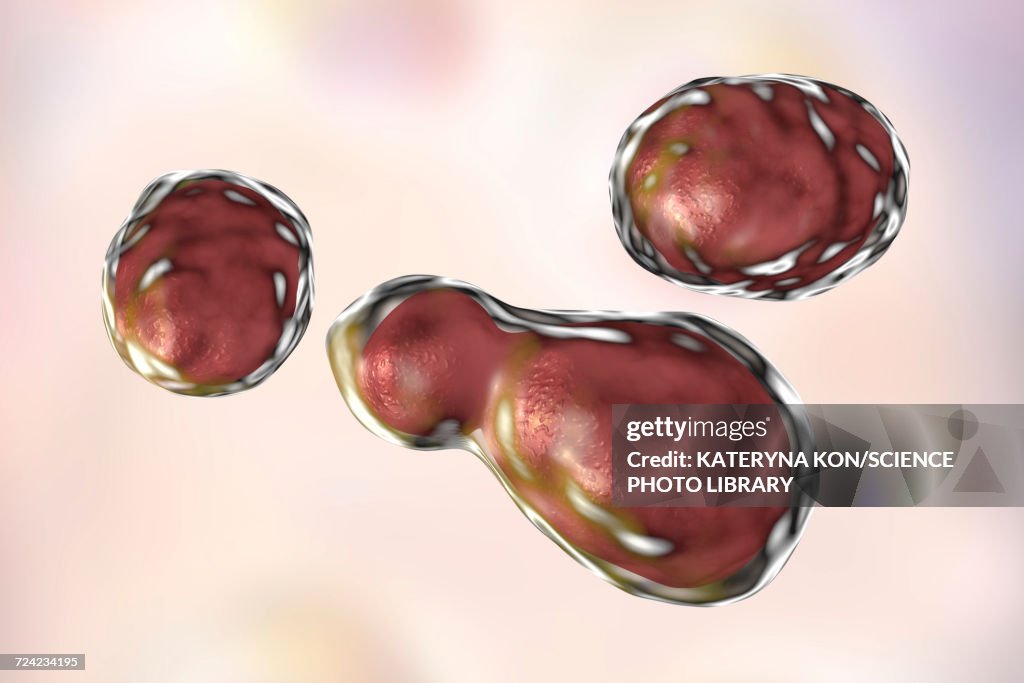 Cryptococcus neoformans fungus, illustration