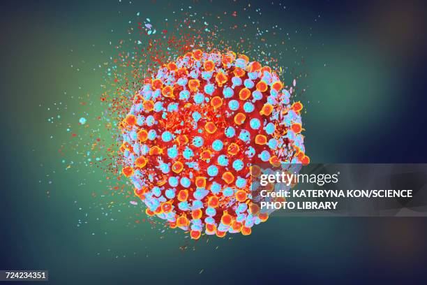 destruction of hepatitis c virus, illustration - protein coat stock illustrations