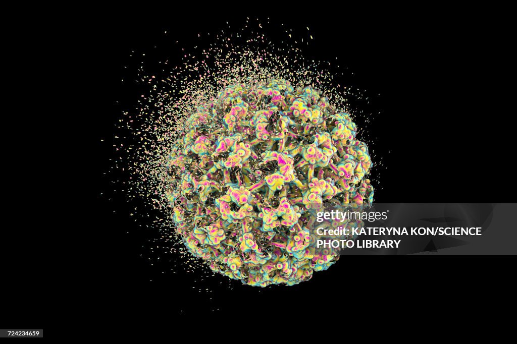 Destruction of human papilloma virus, illustration