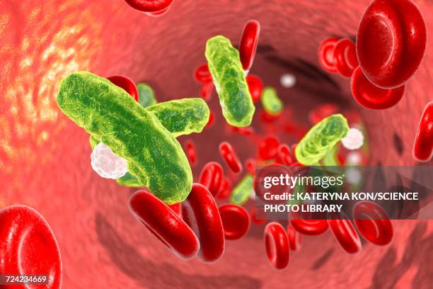 ilustraciones, imágenes clip art, dibujos animados e iconos de stock de bacterial blood infection, illustration - salmonella bacteria