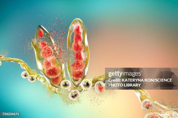 destruction of athletes foot fungus, illustration - athlete's foot stock illustrations