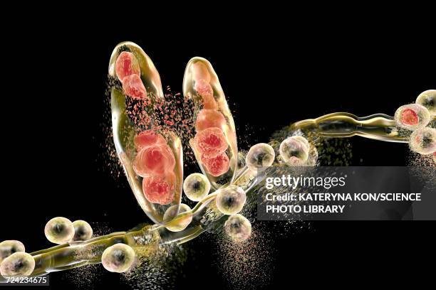 destruction of athletes foot fungus, illustration - athlete's foot stock illustrations