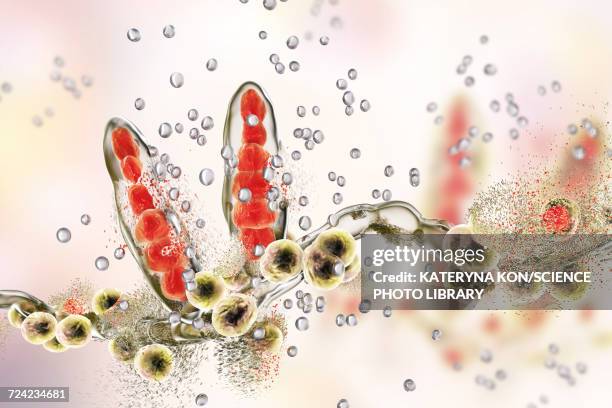 destruction of athletes foot fungus, illustration - athlete's foot stock illustrations