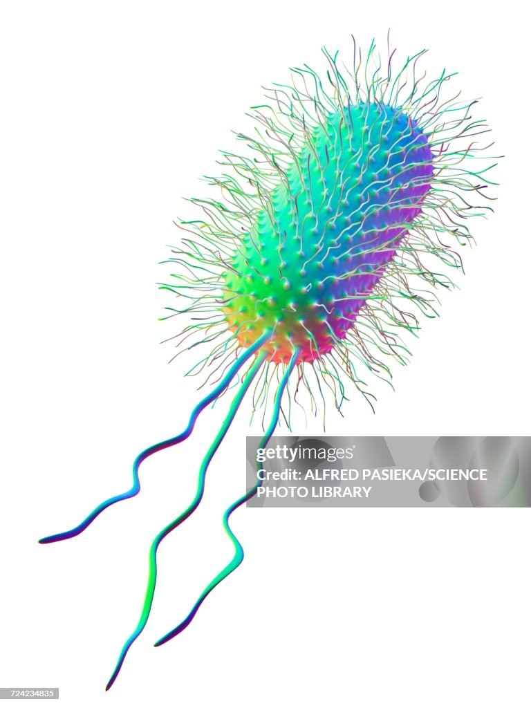 Ecoli bacterium, artwork