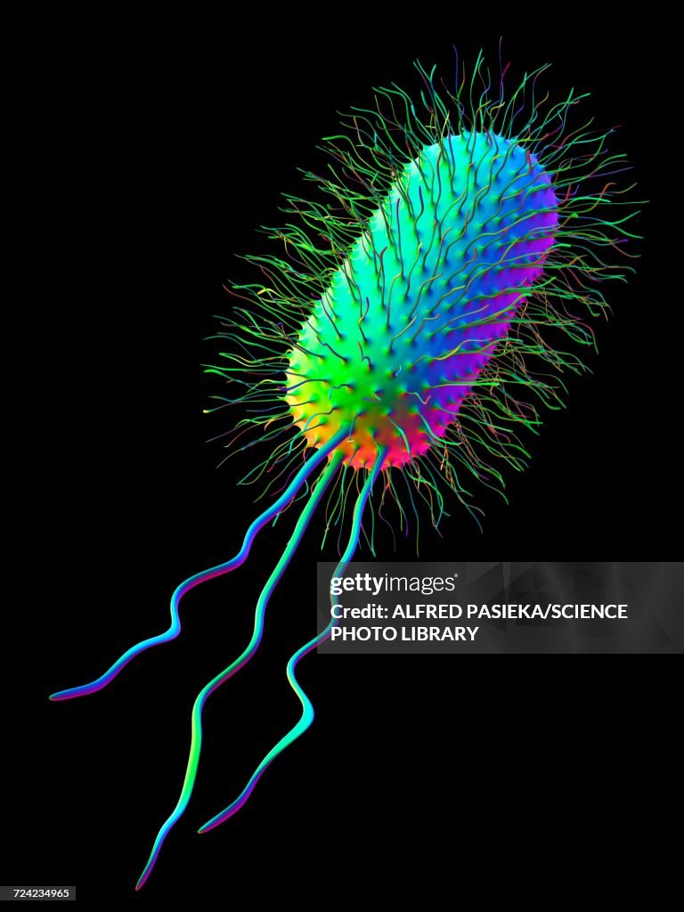 Ecoli bacterium, artwork