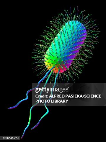 Ecoli bacterium, artwork Ecoli bacterium, artwork