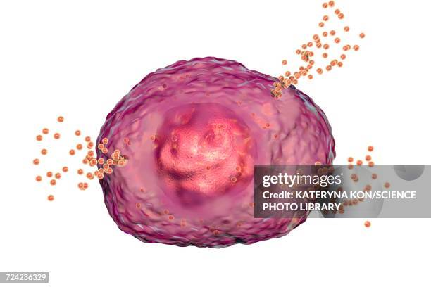 mast cell releasing histamine, illustration - mastocyte stock illustrations