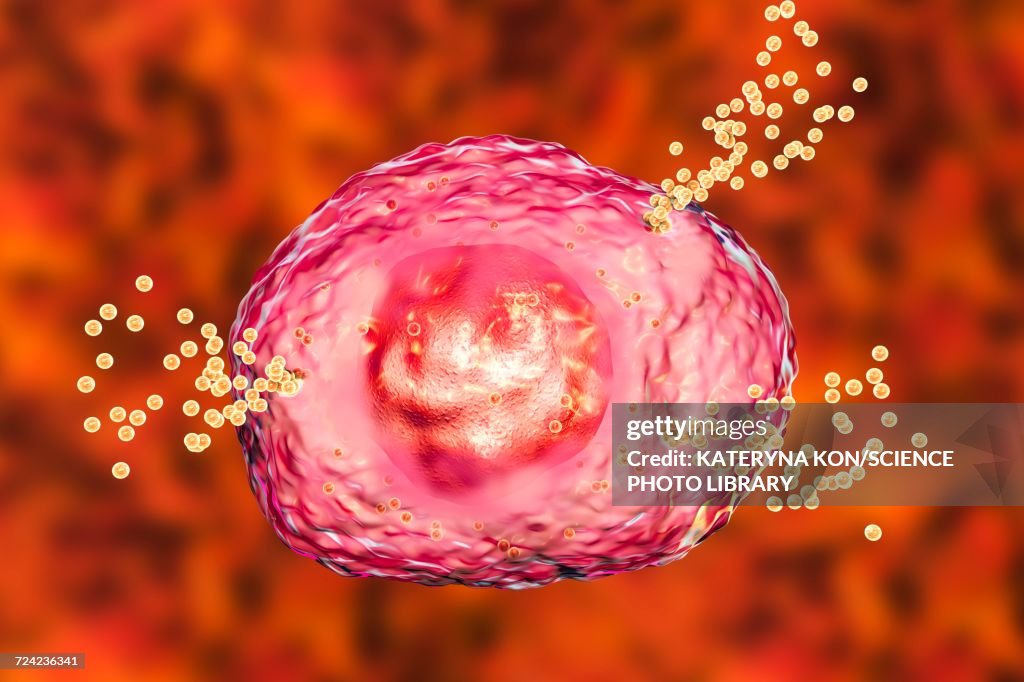 Mast cell releasing histamine, illustration