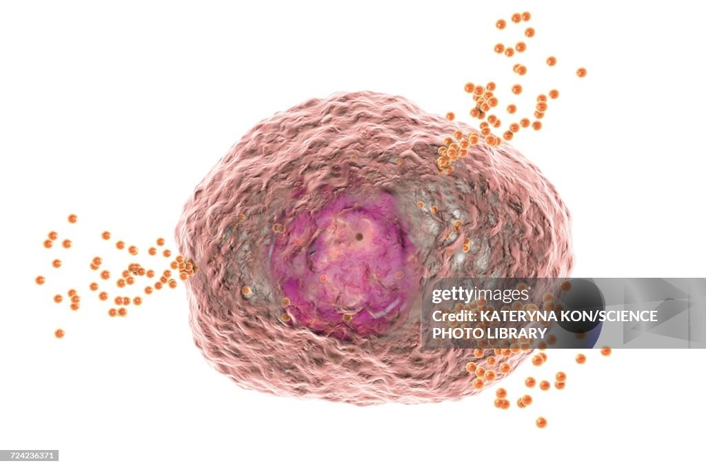 Mast cell releasing histamine, illustration