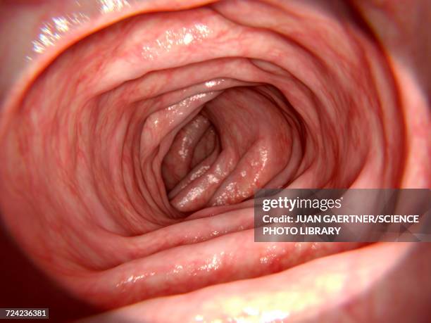 healthy intestine, illustration - gastroenterologie stock-grafiken, -clipart, -cartoons und -symbole