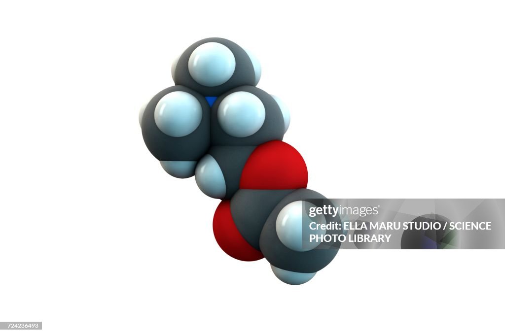 Acetylcholine molecule