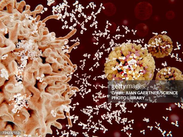 immune response to a virus, illustration - b cell stock illustrations