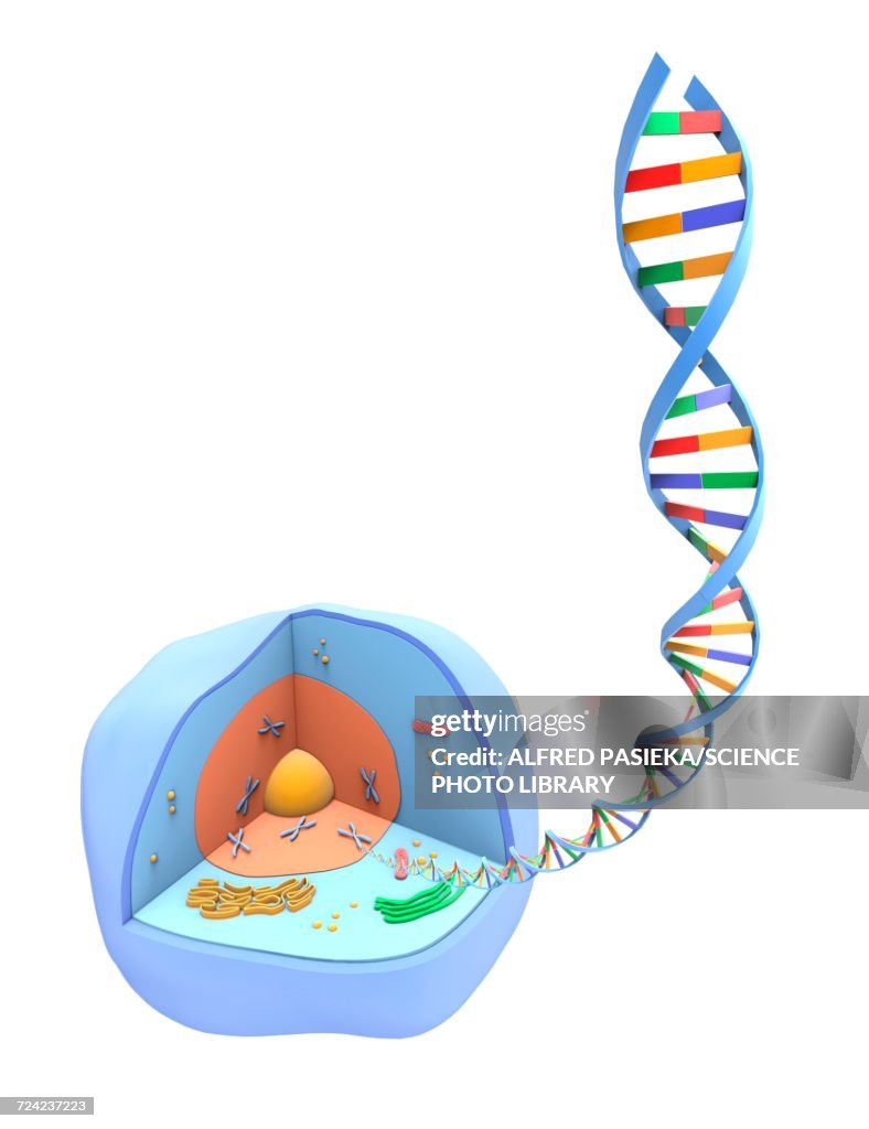 Human cell and DNA, artwork