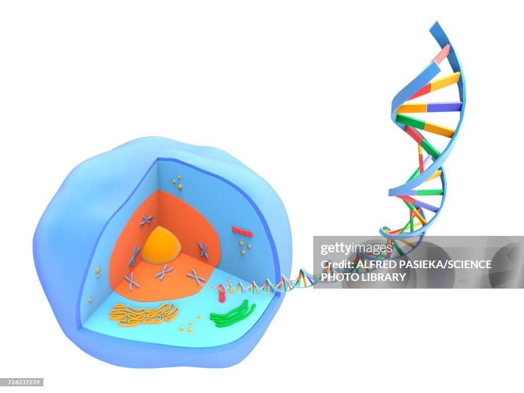 Human cell and DNA, artwork