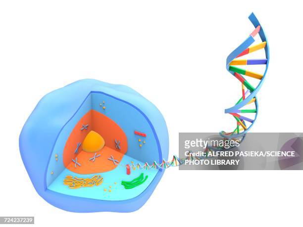 human cell and dna, artwork - nucleus stock illustrations
