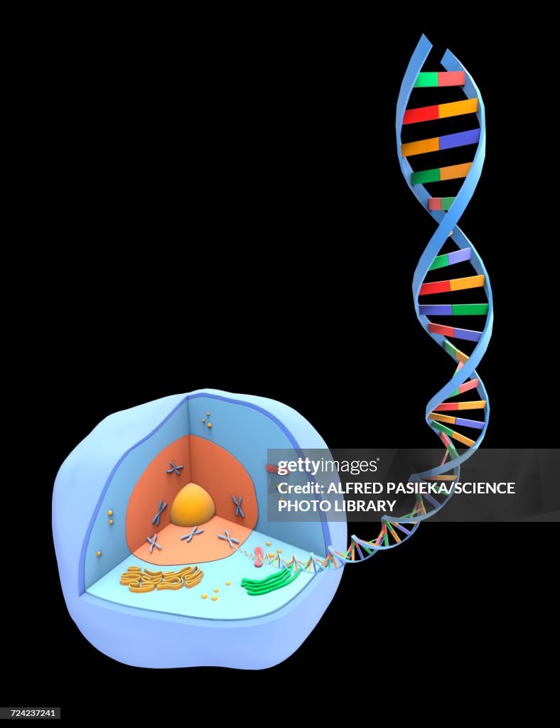 Human cell and DNA, artwork