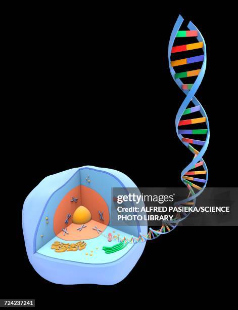 human cell and dna, artwork - histone stock illustrations