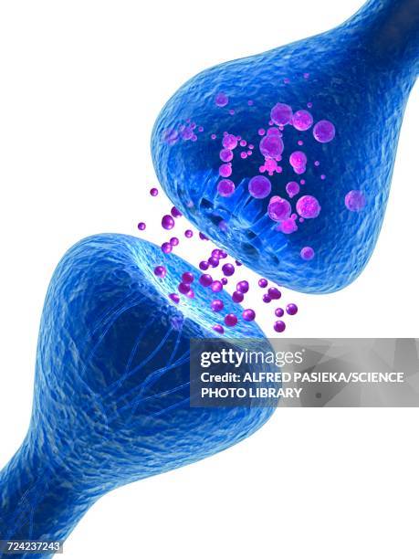 Synapes Drawing Illustrations, cliparts, dessins animés et icônes de Synapse Anatomy ...