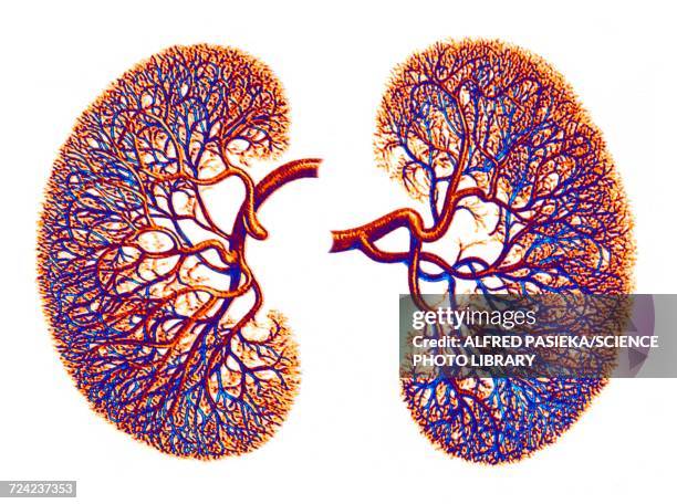 kidneys, blood supply, artwork - kidneys stock-grafiken, -clipart, -cartoons und -symbole