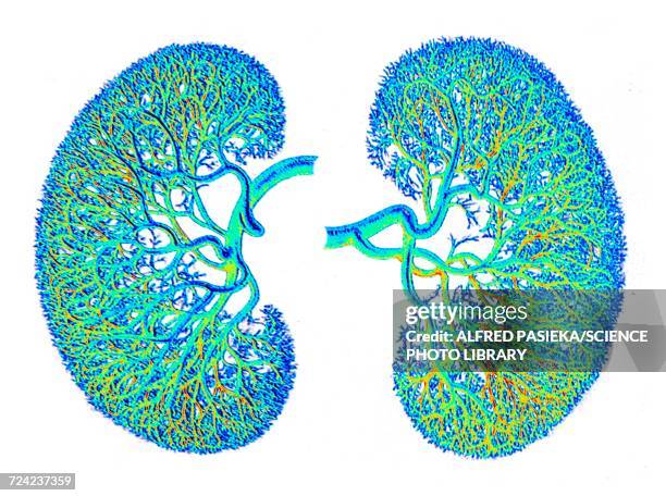 illustrazioni stock, clip art, cartoni animati e icone di tendenza di kidneys, blood supply, artwork - venula