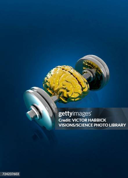 human brain on dumbbell - hand weights stock illustrations