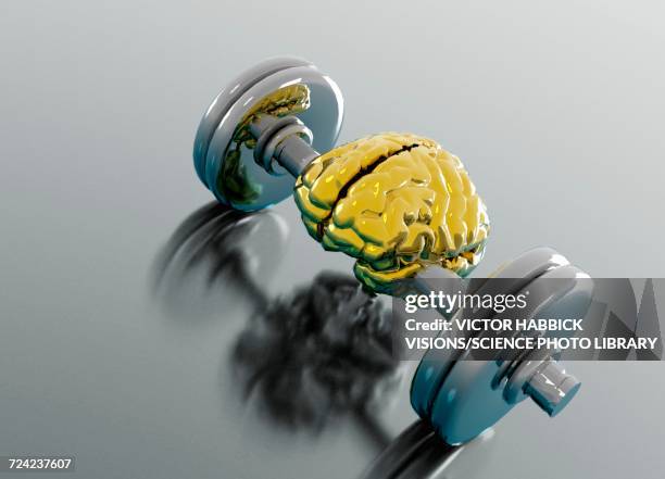 human brain on dumbbell - hand weights stock illustrations