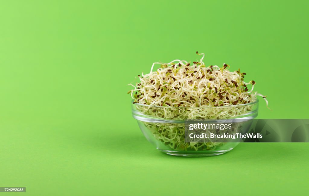 Bean Sprouts In Bowl