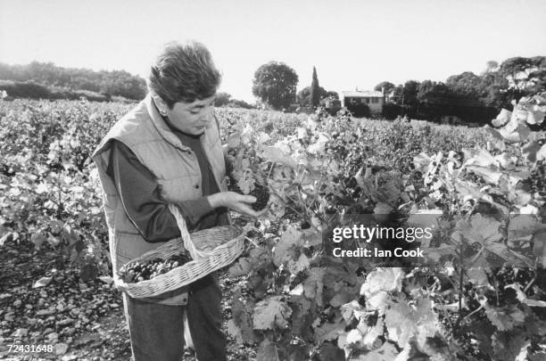 International Herald Tribune food critic Patricia Wells picking grapes in vinyard.