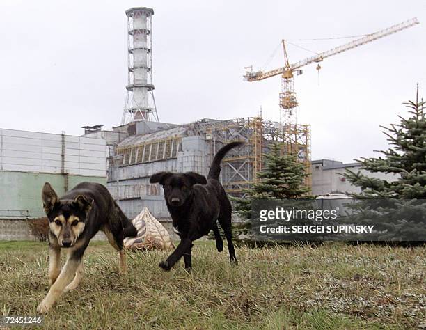 369 Chernobyl Animals Photos and Premium High Res Pictures - Getty Images