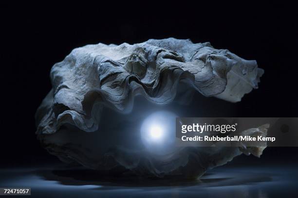 close-up of a pearl in an oyster - espèces en danger photos et images de collection