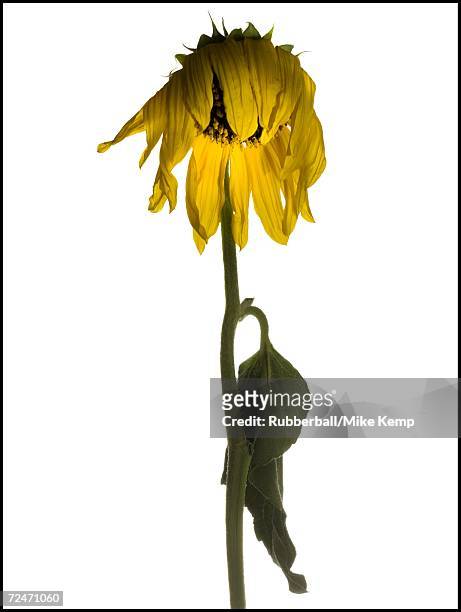 close-up of a dying sunflower - wilted stock-fotos und bilder