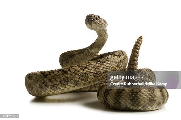 close-up of a rattlesnake - rattlesnake stock pictures, royalty-free photos & images