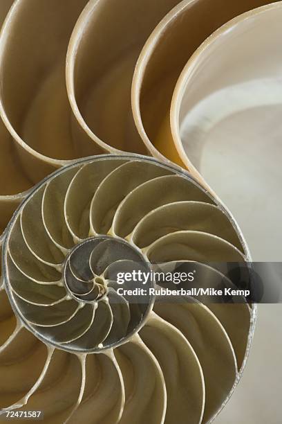 122 Cross Section Of Nautilus Shell Close Up Stock Photos, High-Res ...