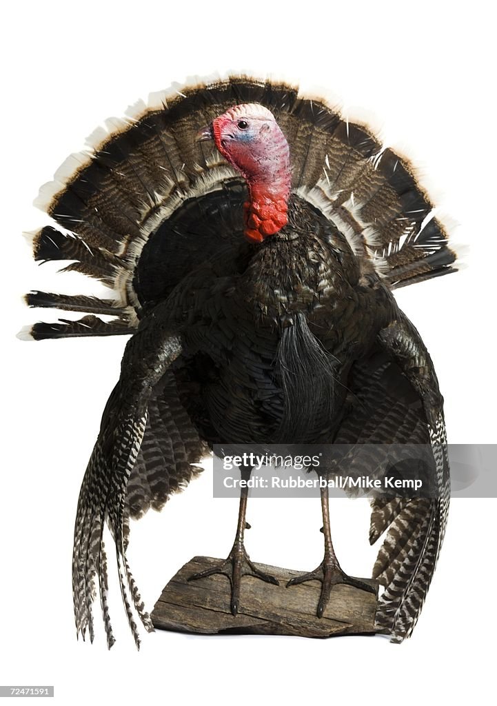 Close-up of a turkey